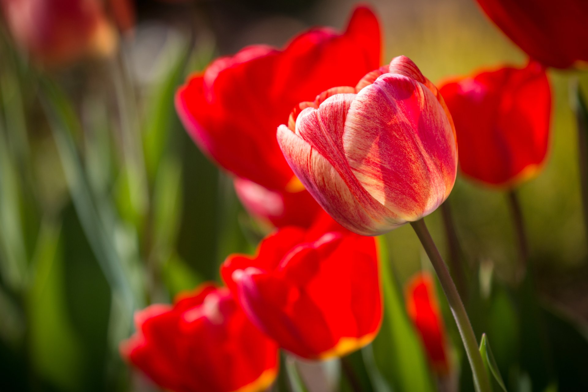 Download Red Flower Summer Close-up Flower Nature Tulip 4k Ultra HD ...