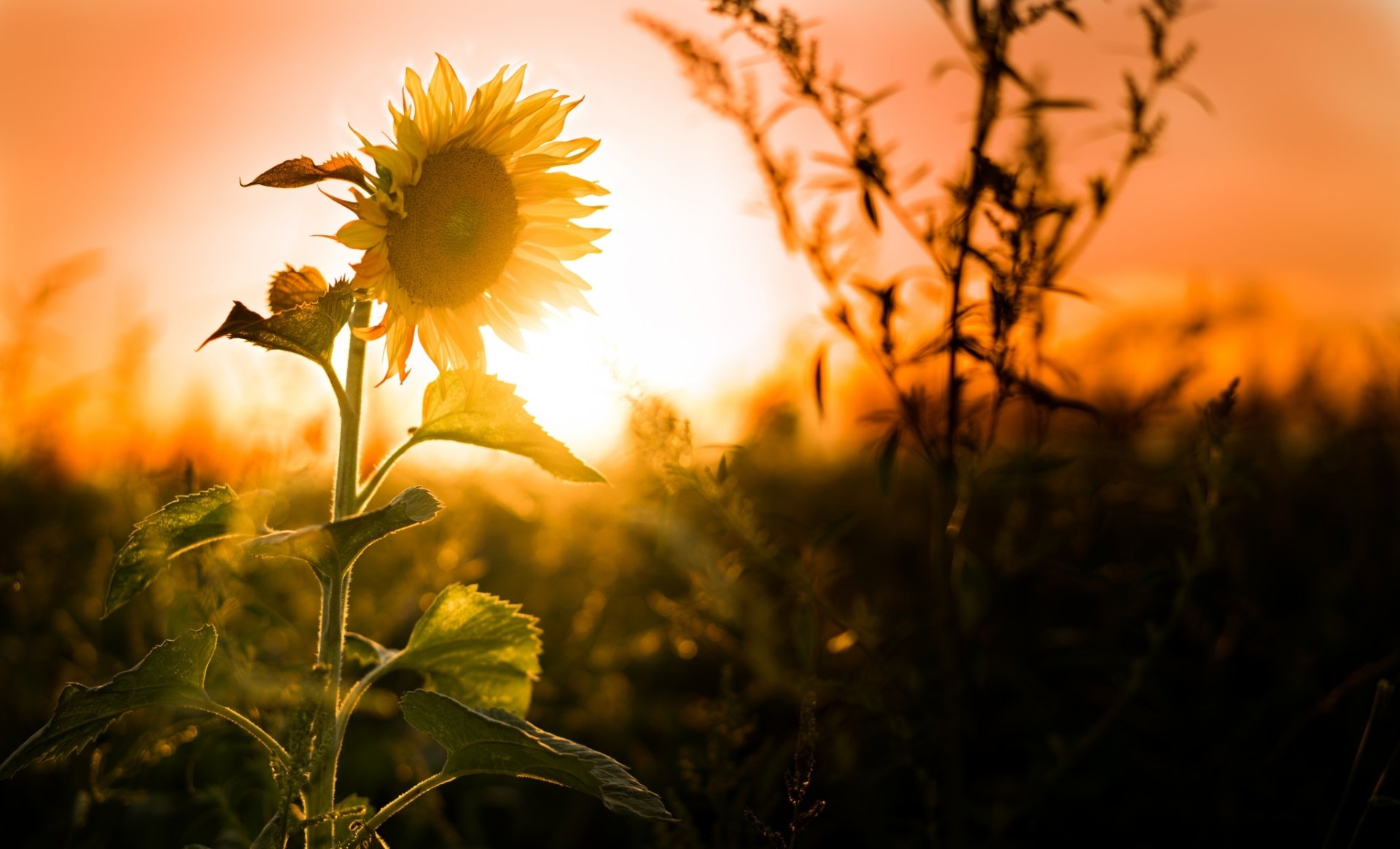 HD PC desktop wallpaper: sunflower silhouetted against a summer sunset, warm orange glow, shallow depth of field and softly blurred nature background.