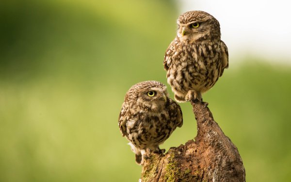 Animal Owl Birds Owls Bird HD Wallpaper | Background Image