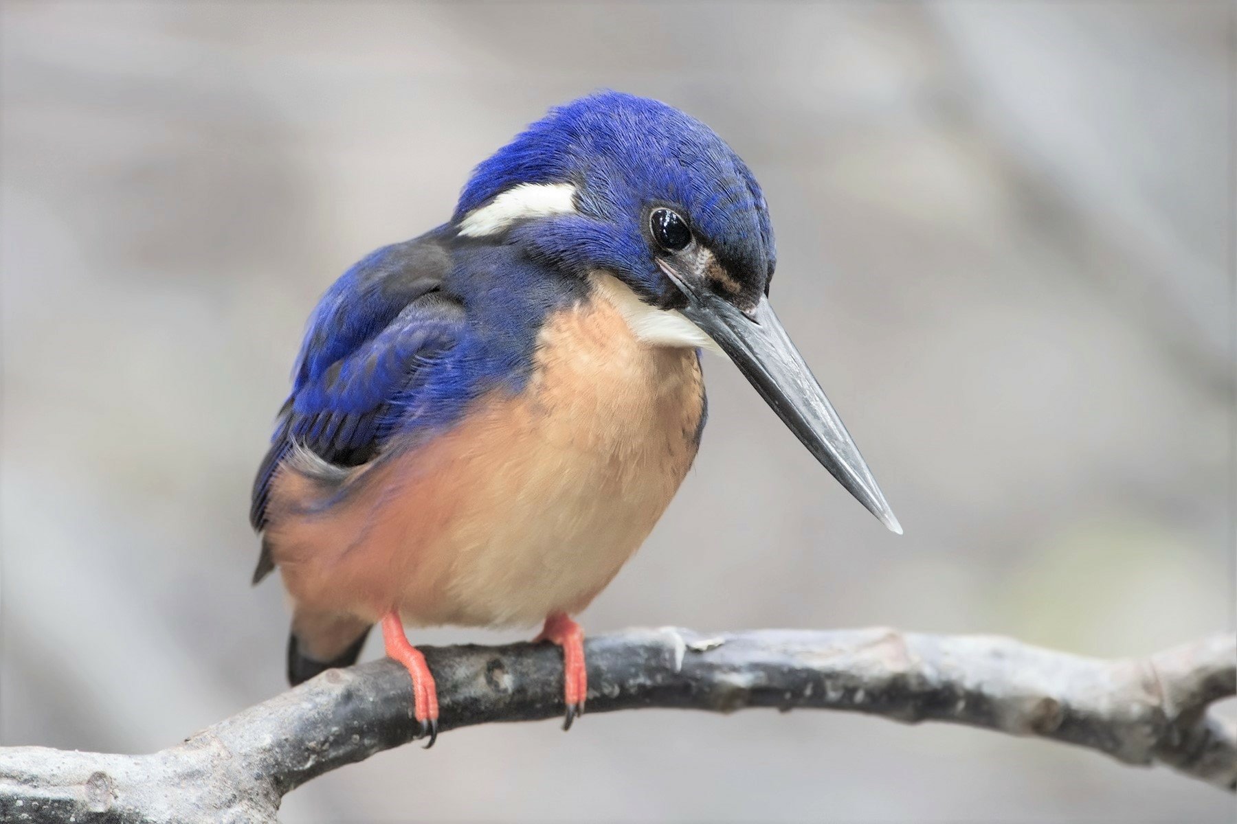Azure Kingfisher (ceyx azureus)