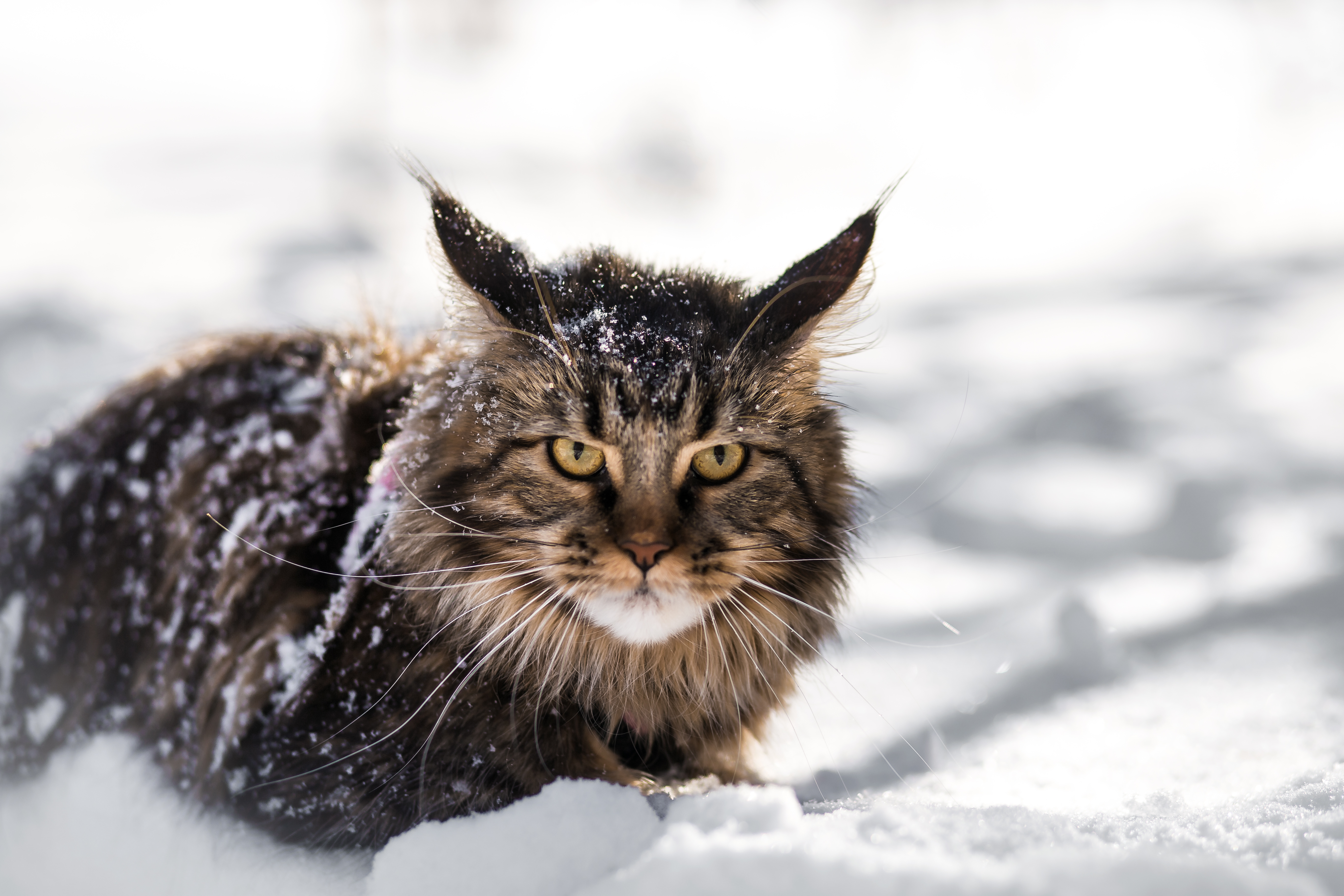 Снежный кот. Снежный Мейн кун. Мейн кун зима. Зимний кот. Кот в снегу.