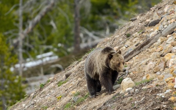 Animal Bear Bears Depth Of Field HD Wallpaper | Background Image