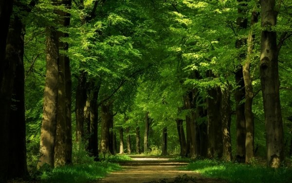 Earth Path Forest Green Tree HD Wallpaper | Background Image