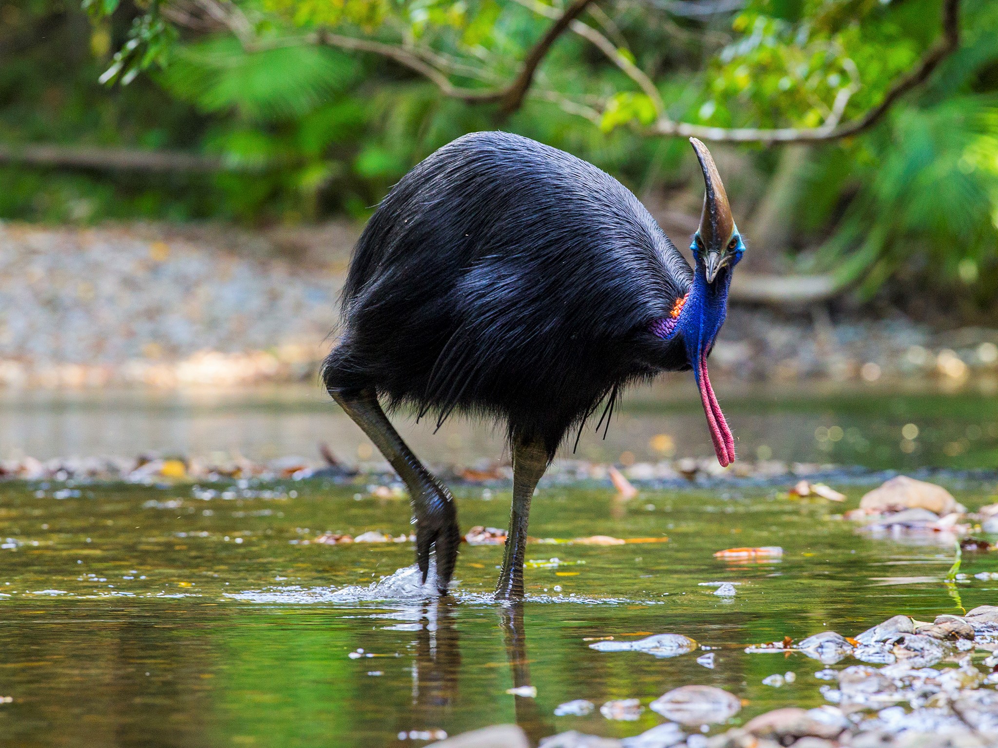 Cassowary Bird Wallpaper