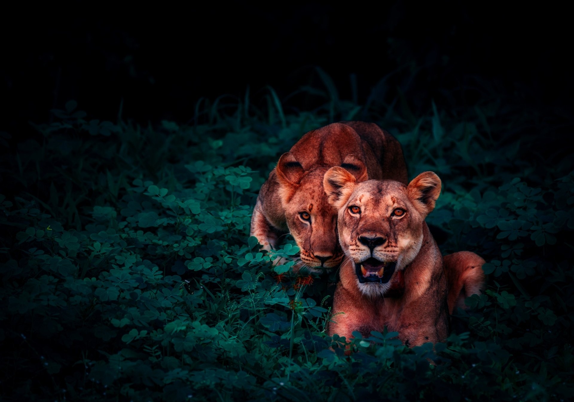 HD desktop wallpaper featuring a lioness and her cub intently staring through dense green foliage, capturing a striking moment of wild animal connection.