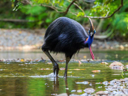 HD PC desktop wallpaper background showing a cassowary bird wading in shallow water, glossy black plumage with bright blue and red neck.