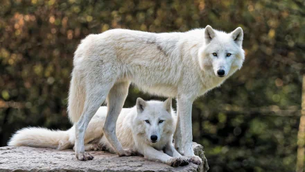  White Wolves