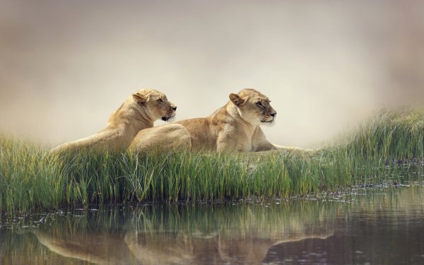 Animal Lion Cats Reflection HD Wallpaper | Background Image