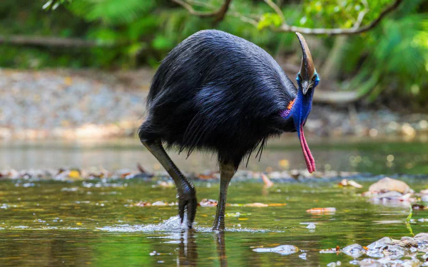 HD PC desktop wallpaper background showing a cassowary bird wading in shallow water, glossy black plumage with bright blue and red neck.
