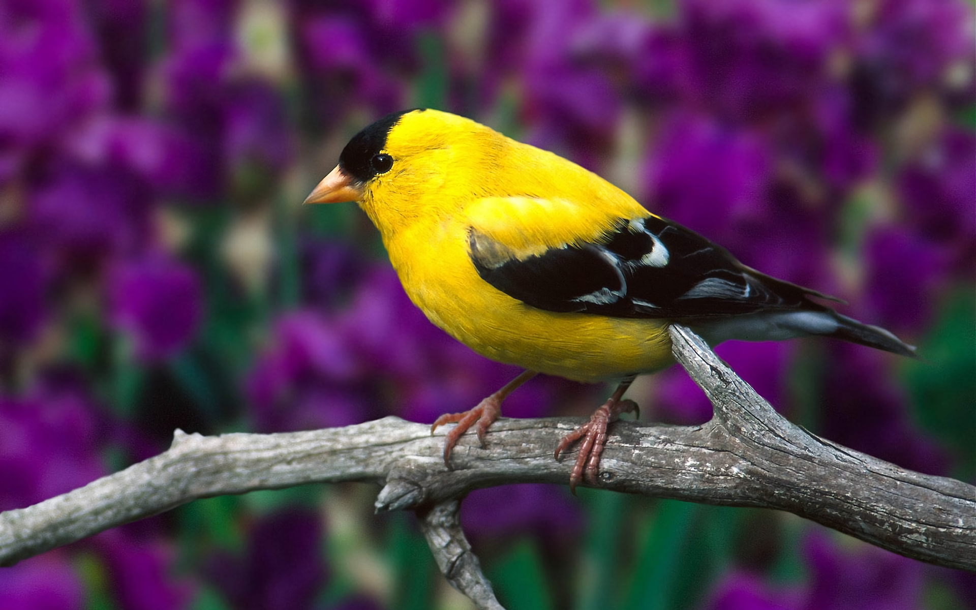 Vibrant American goldfinch perched on a branch with a blurred purple floral background, captured in HD for a desktop wallpaper and background.