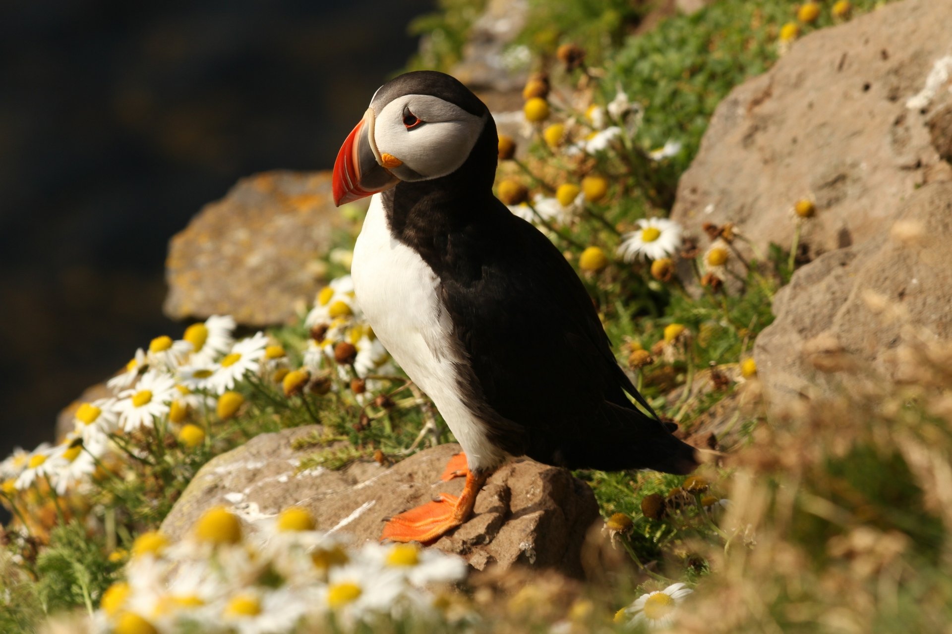 A puffin stands on a rocky hillside surrounded by daisy flowers in this HD desktop wallpaper and background.