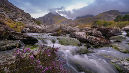 purple flower nature stream HD Desktop Wallpaper | Background Image