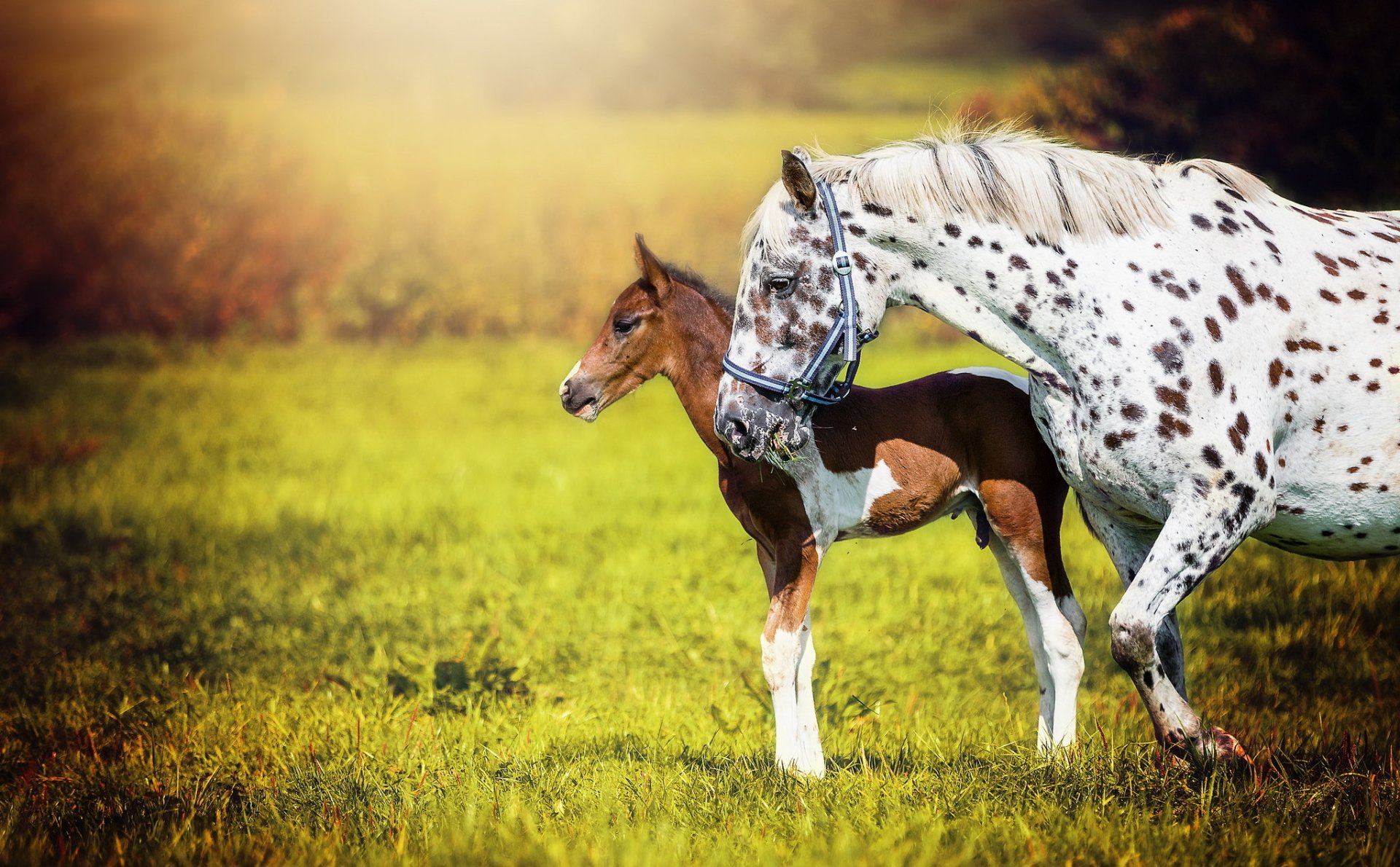 HD desktop wallpaper featuring a spotted horse and its foal standing side by side in a sunlit green field, capturing the beauty of baby animals in nature.