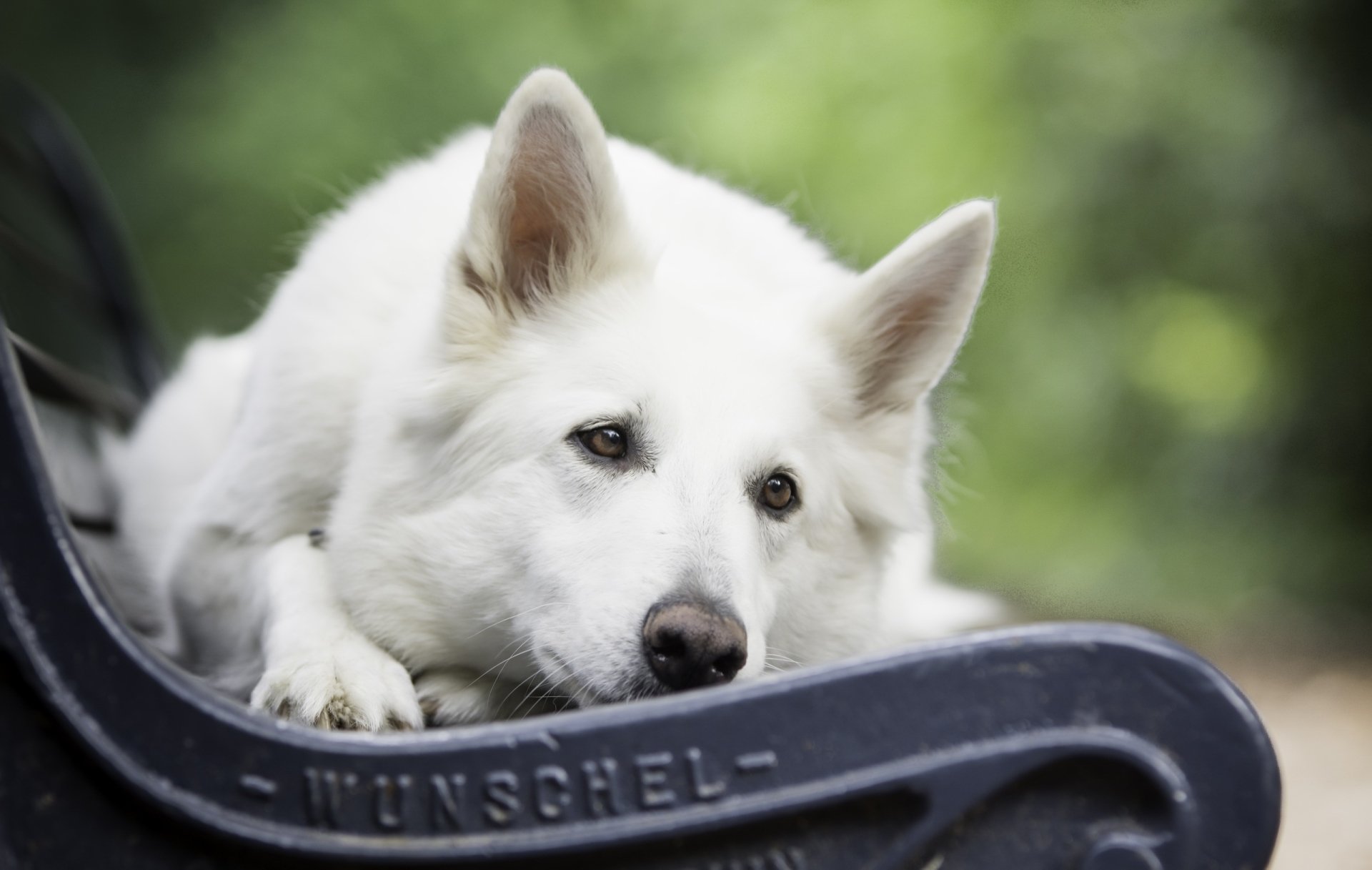 White Shepherd dog resting on a bench with shallow depth-of-field bokeh, animal portrait — 2K Quad HD PC desktop wallpaper/background.