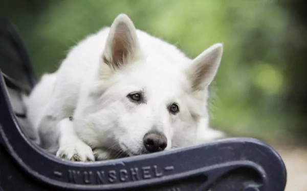 White Shepherd dog resting on a bench with shallow depth-of-field bokeh, animal portrait — 2K Quad HD PC desktop wallpaper/background.