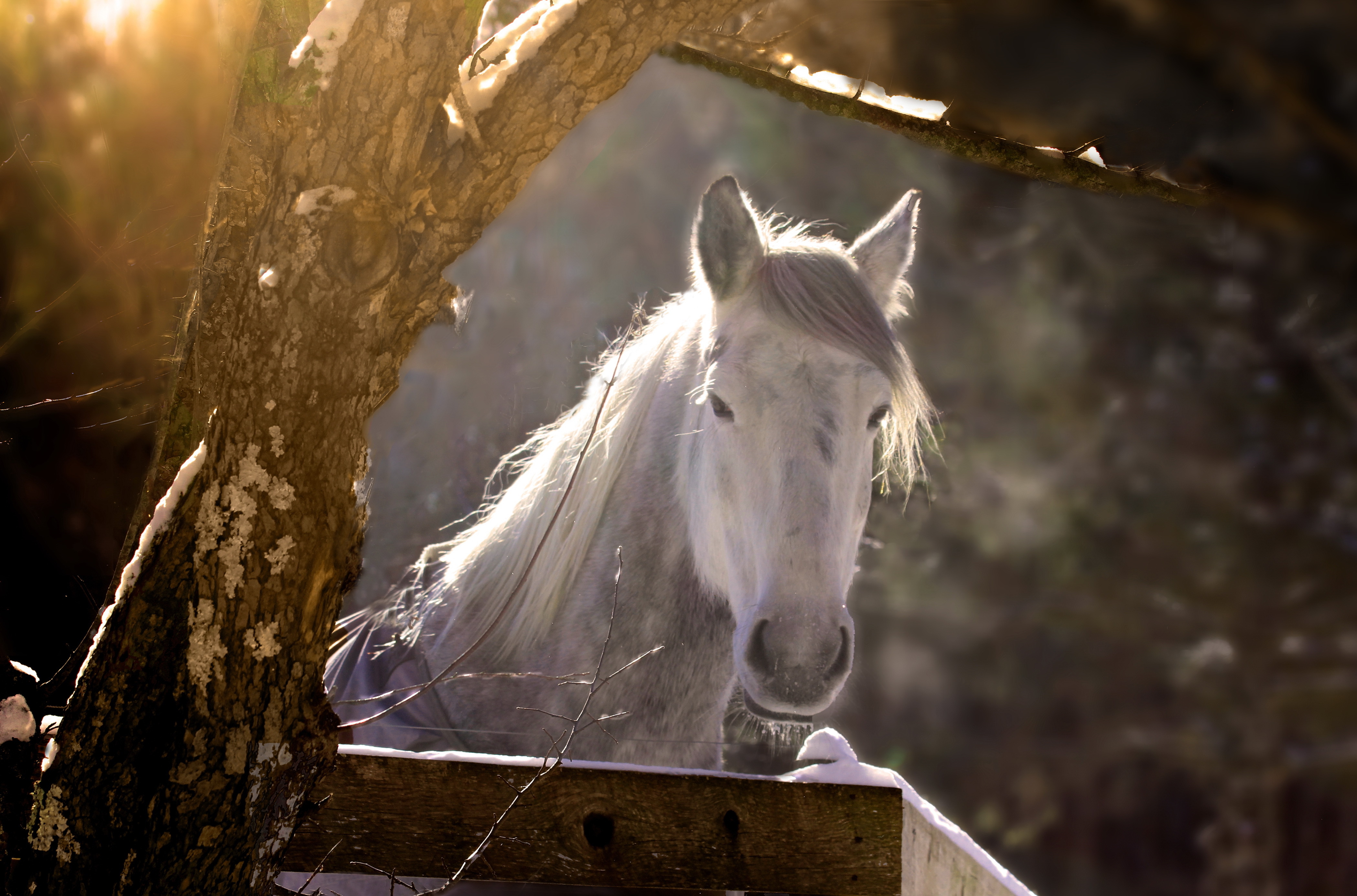 Download Depth Of Field Stare Animal Horse 4k Ultra HD Wallpaper