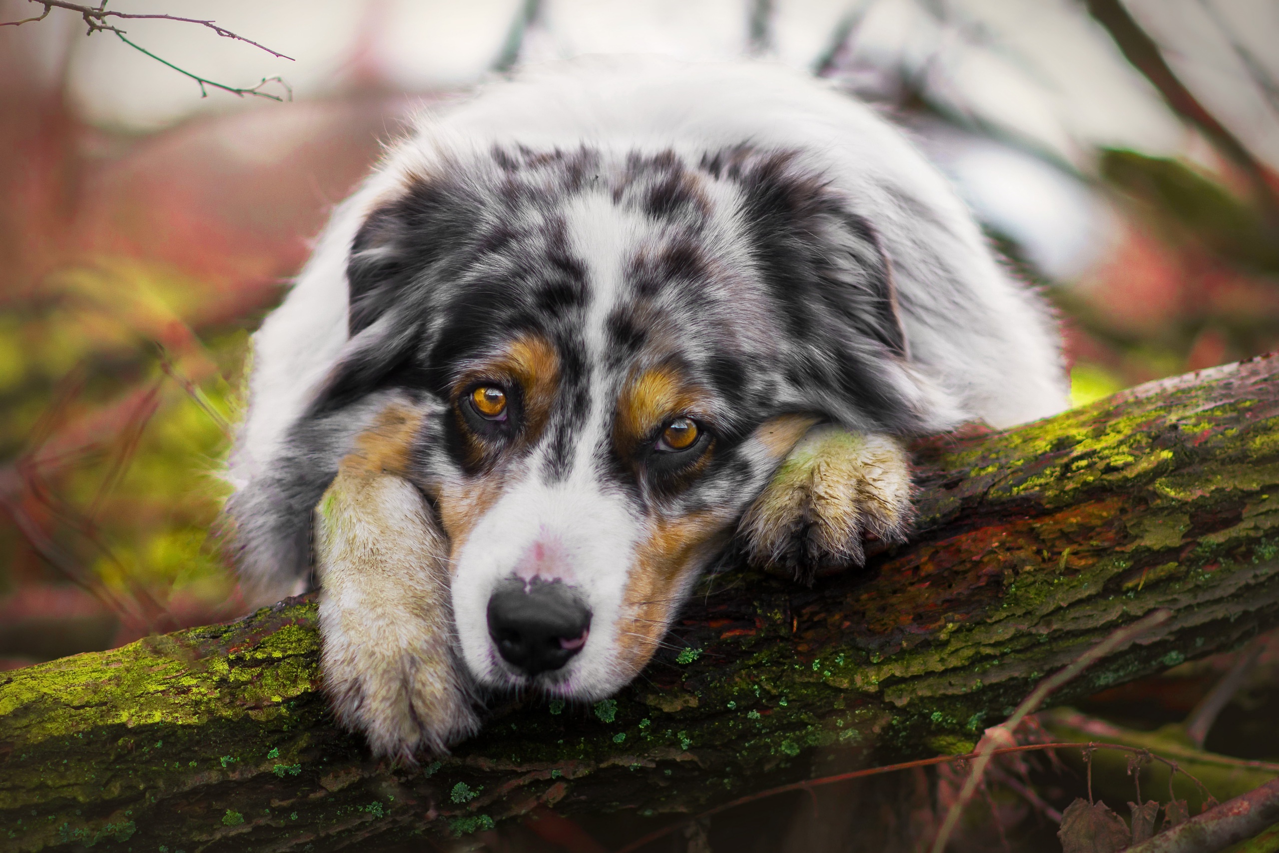 Download Muzzle Stare Dog Animal Australian Shepherd HD Wallpaper by