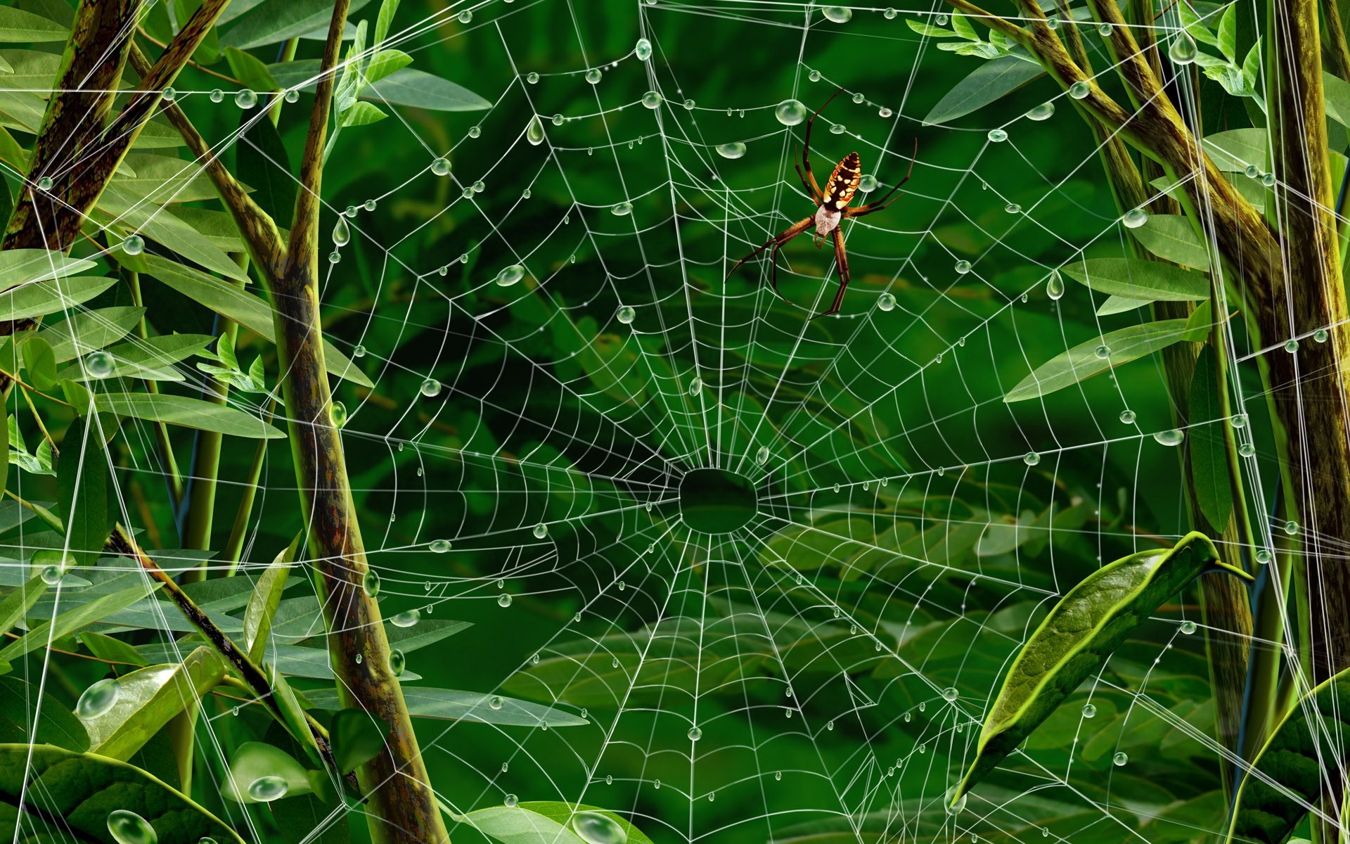 Animal Spider HD Wallpaper | Background Image