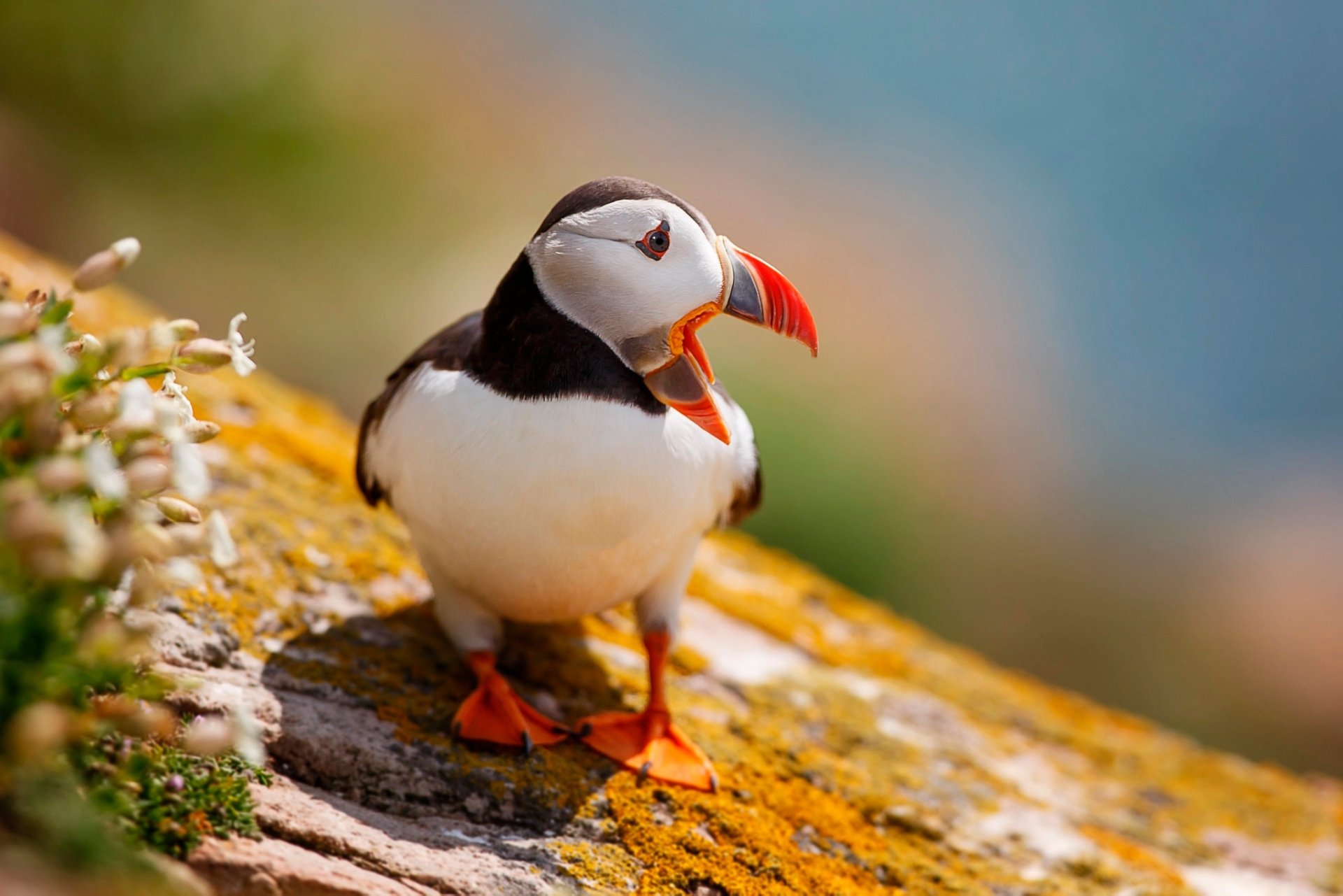Download Depth Of Field Bird Animal Puffin HD Wallpaper