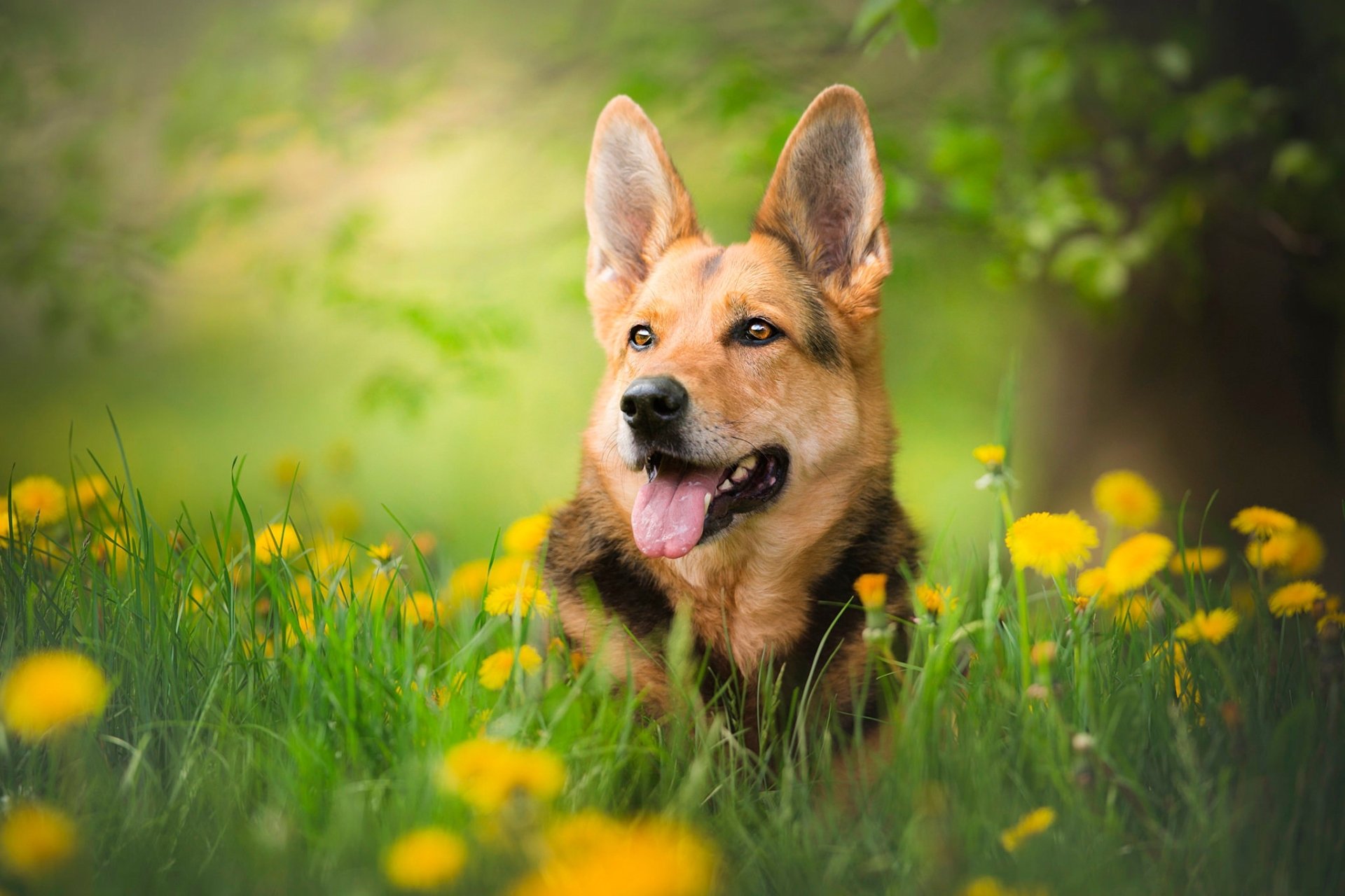 A German Shepherd dog rests in a sunlit summer field of yellow dandelions, captured with a soft depth of field in this HD desktop wallpaper.