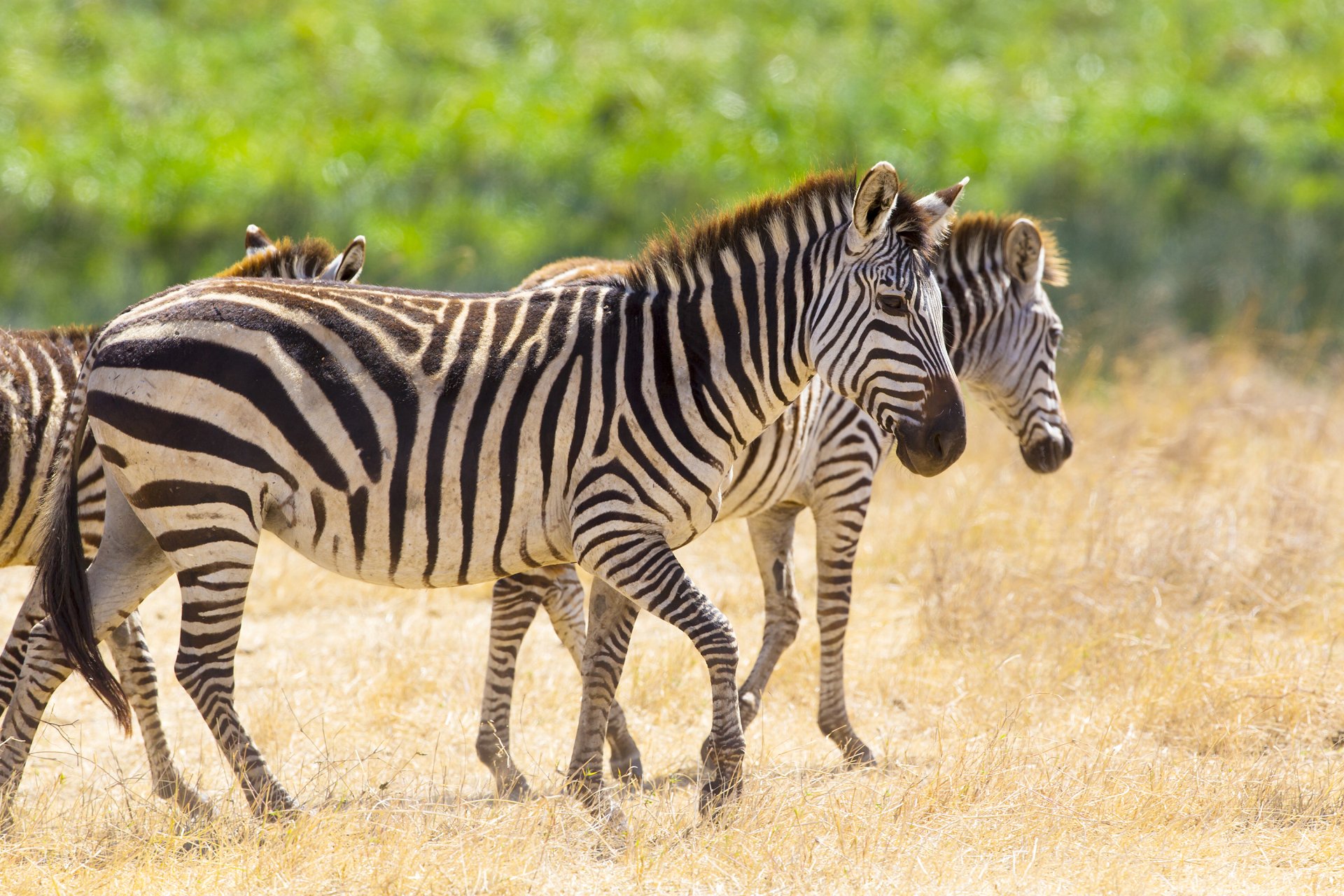 Zebra Pair in Crisp Depth-of-Field — HD Safari Wallpaper | 3000x2000 ...