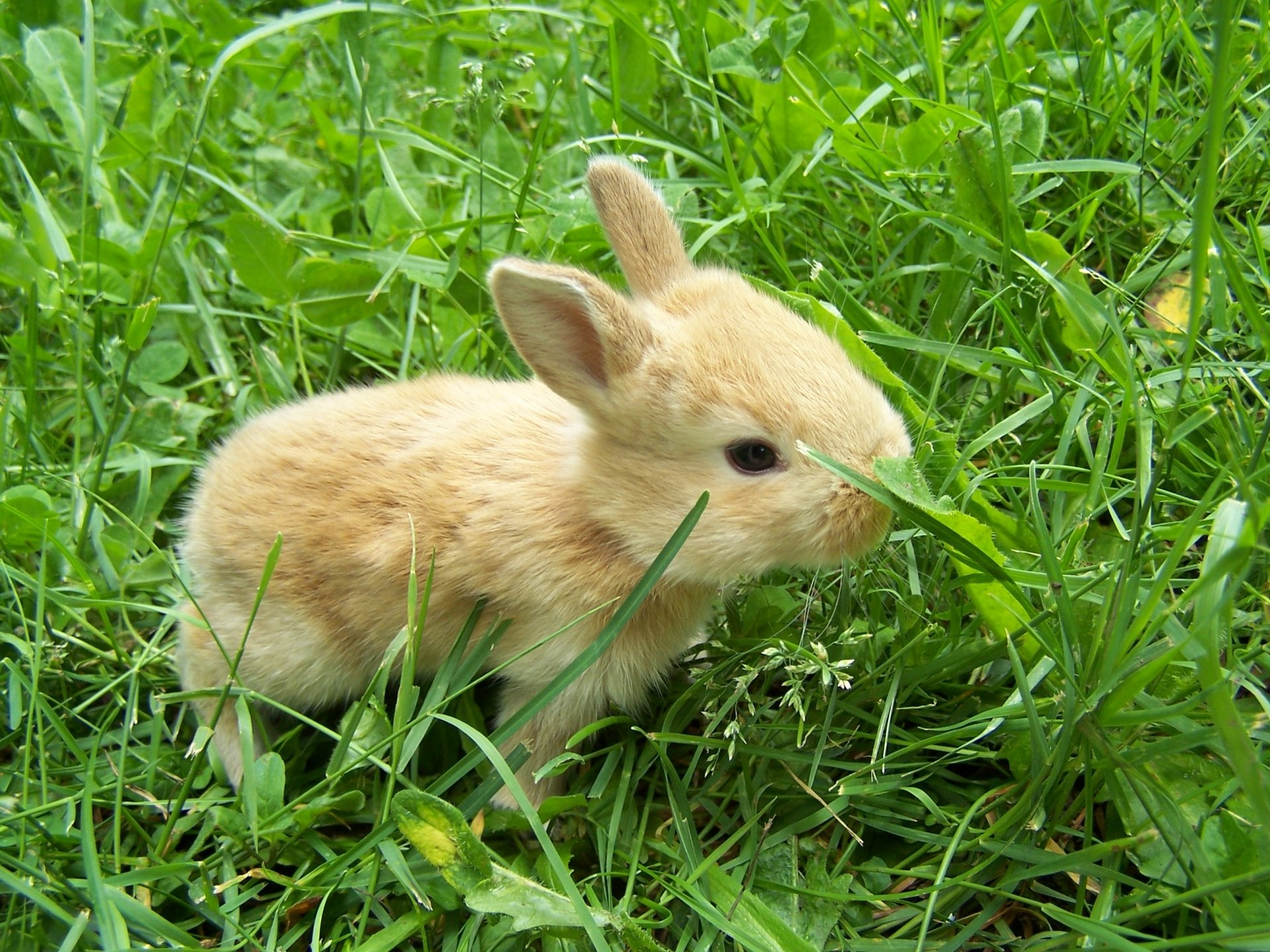 Download Baby Animal Grass Cute Bunny Animal Rabbit HD Wallpaper