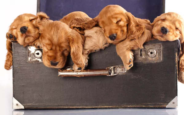 A suitcase full of sleepy cuteness