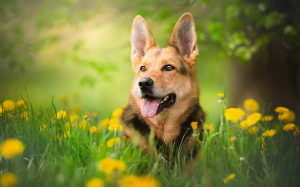 summer depth of field dandelion dog Animal german shepherd HD Desktop Wallpaper | Background Image