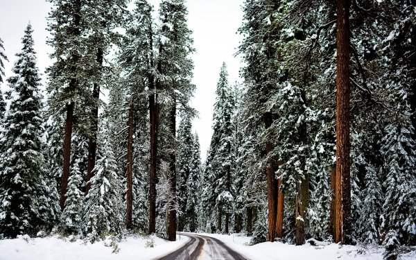 Man Made Road Nature Winter Snow Forest Tree HD Wallpaper | Background Image