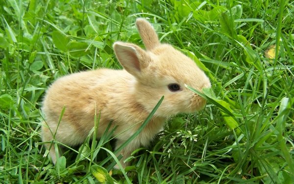 Animal Rabbit Bunny Cute Grass Baby Animal HD Wallpaper | Background Image