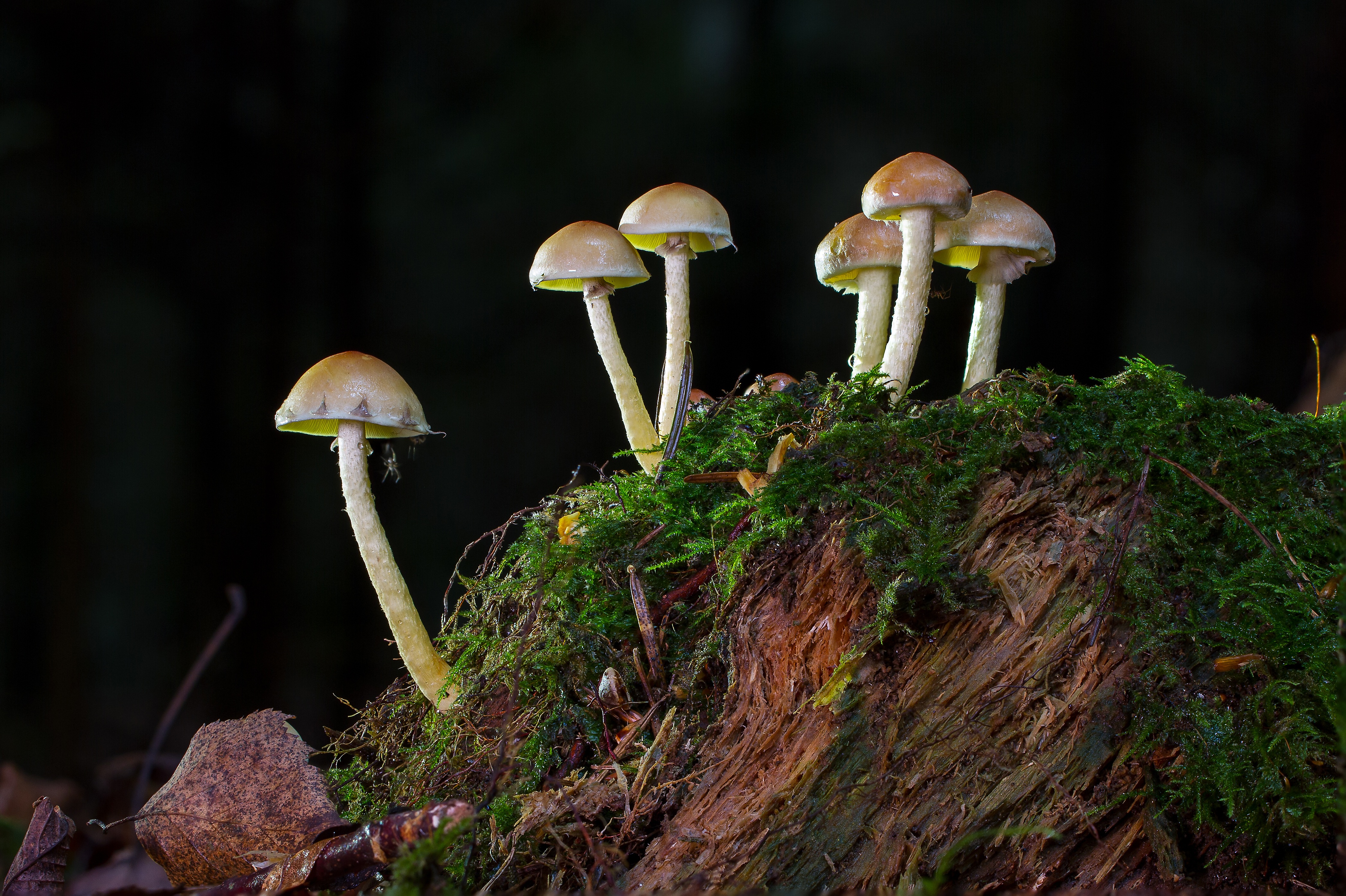 Tiny Mushrooms on a Tree Stump by adege