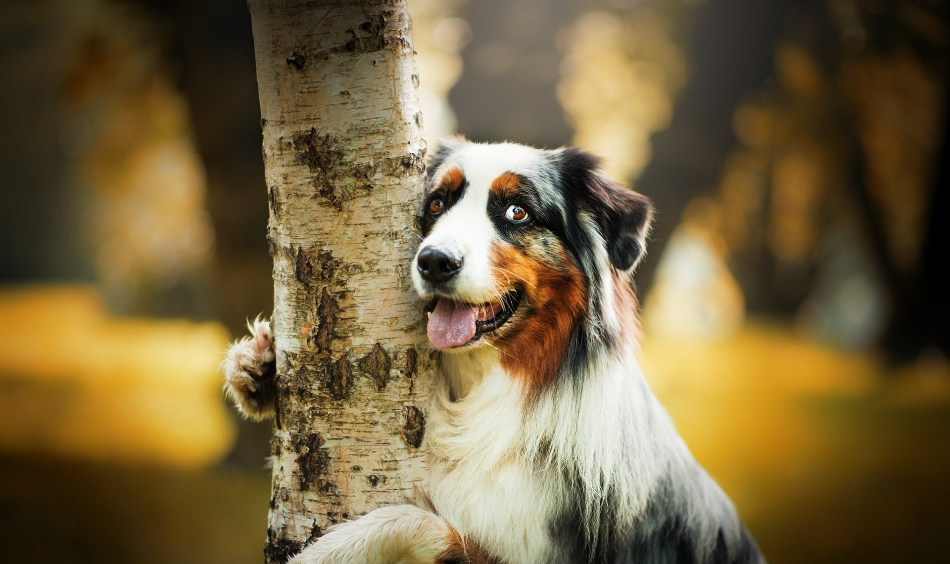 Download Depth Of Field Dog Animal Border Collie HD Wallpaper by Nicole Trenker