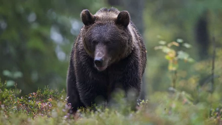 depth of field Animal bear HD Desktop Wallpaper | Background Image