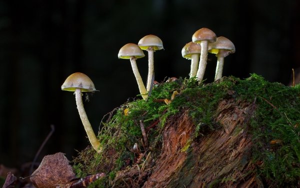 Earth Mushroom Moss Nature HD Wallpaper | Background Image