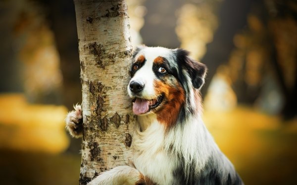 Animal Border Collie Dogs Dog Depth Of Field HD Wallpaper | Background Image