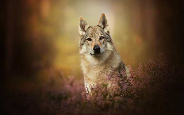 Animal Wolfdog Dogs Depth Of Field Czechoslovakian Wolfdog Dog Stare HD Wallpaper | Background Image