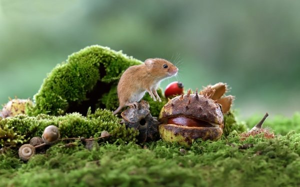 Animal Mouse Wildlife Close-Up Moss Fall HD Wallpaper | Background Image