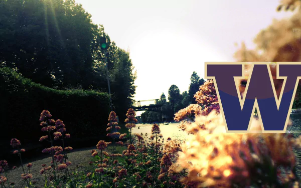 football college football Washington Huskies Sports HD Desktop Wallpaper | Background Image