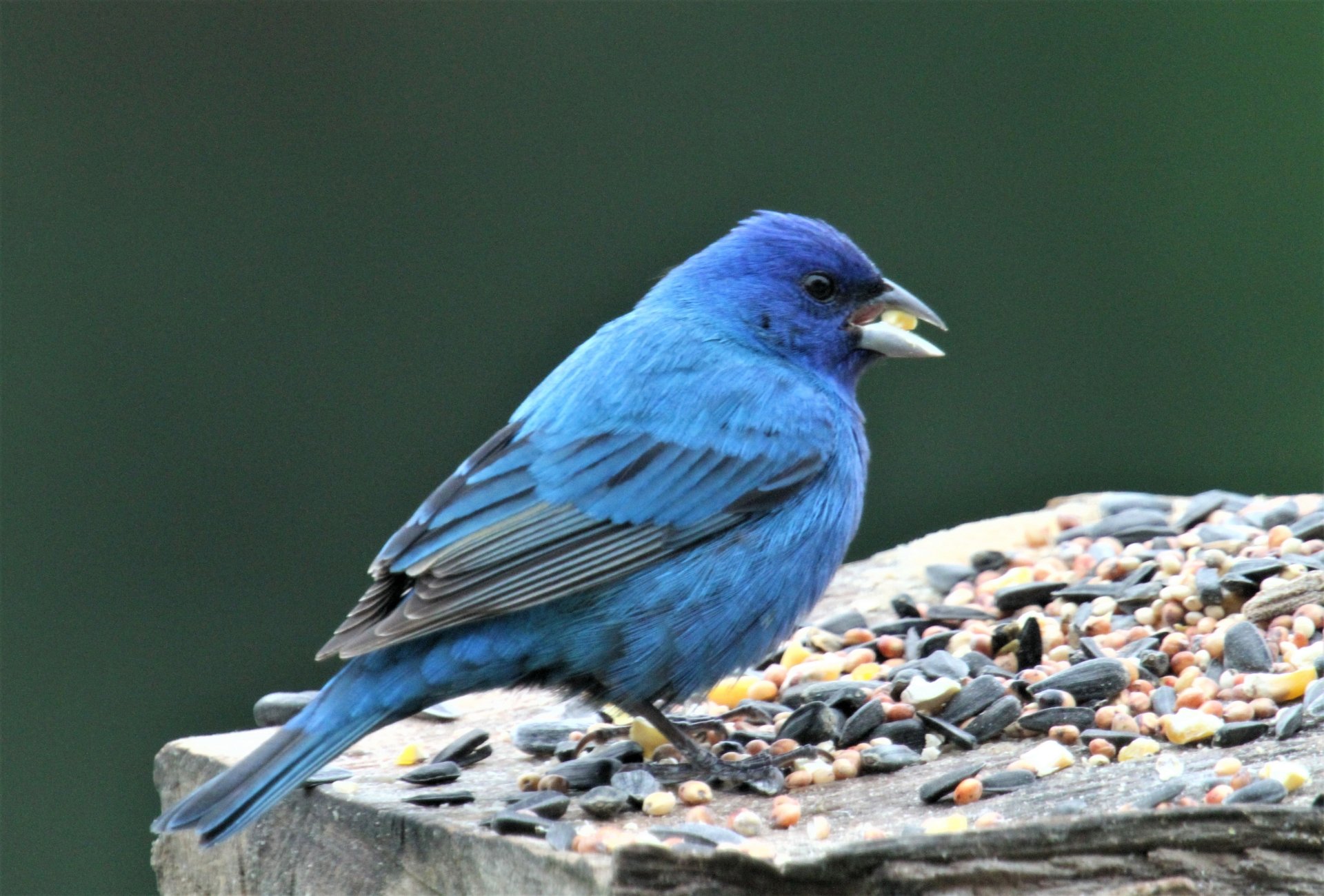 indigo blue bunting bird