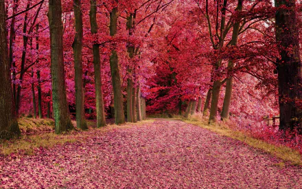 tree-lined fall tree nature path HD Desktop Wallpaper | Background Image