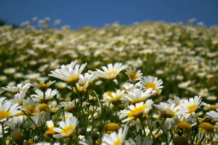 2K Quad HD PC desktop wallpaper showing a sunlit summer field of white chamomile flowers stretching beneath a clear blue sky.