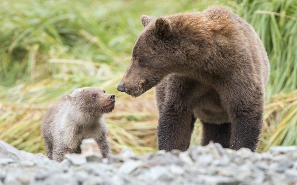 Animal Bear Bears Cub Baby Animal HD Wallpaper | Background Image