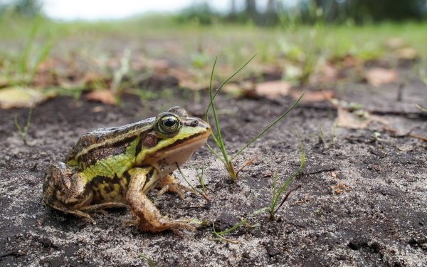 Animal Frog Frogs Amphibian Depth Of Field HD Wallpaper | Background Image