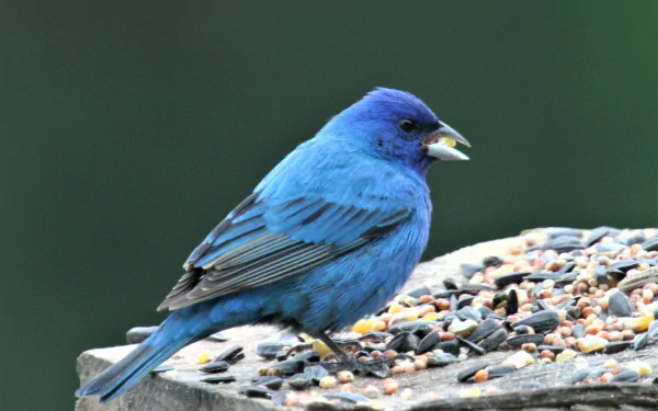  Indigo Bunting (passerina cyanea)