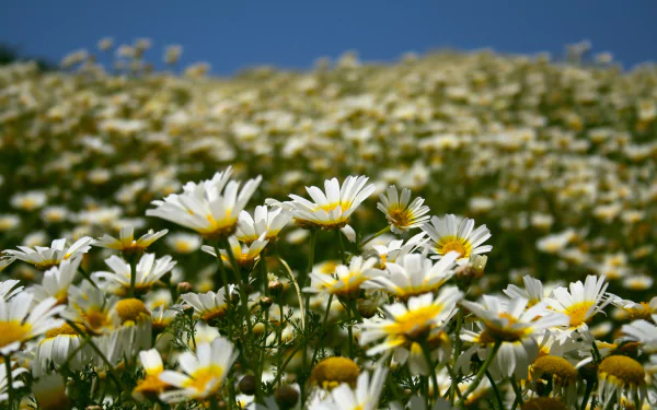 2K Quad HD PC desktop wallpaper showing a sunlit summer field of white chamomile flowers stretching beneath a clear blue sky.