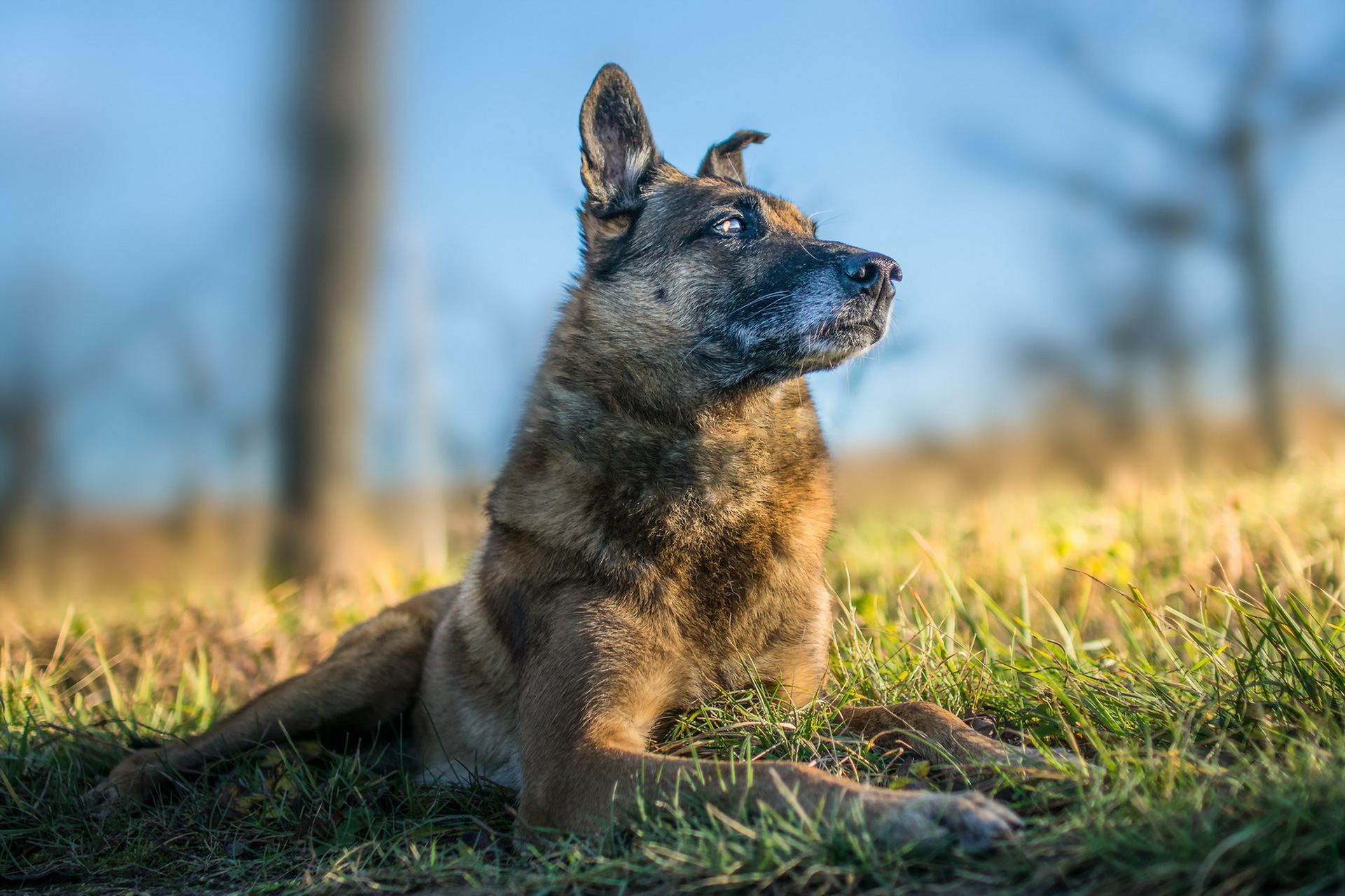 Berger Allemand Fond d'écran HD Image 1920x1279
