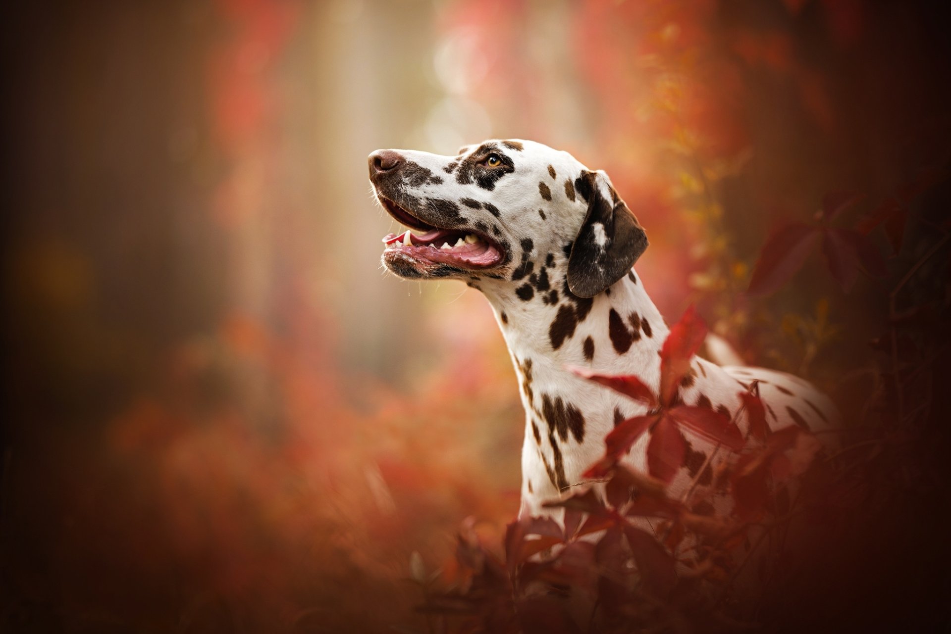 A Dalmatian dog surrounded by blurred fall foliage, captured in an HD desktop wallpaper featuring warm autumn colors and soft focus.