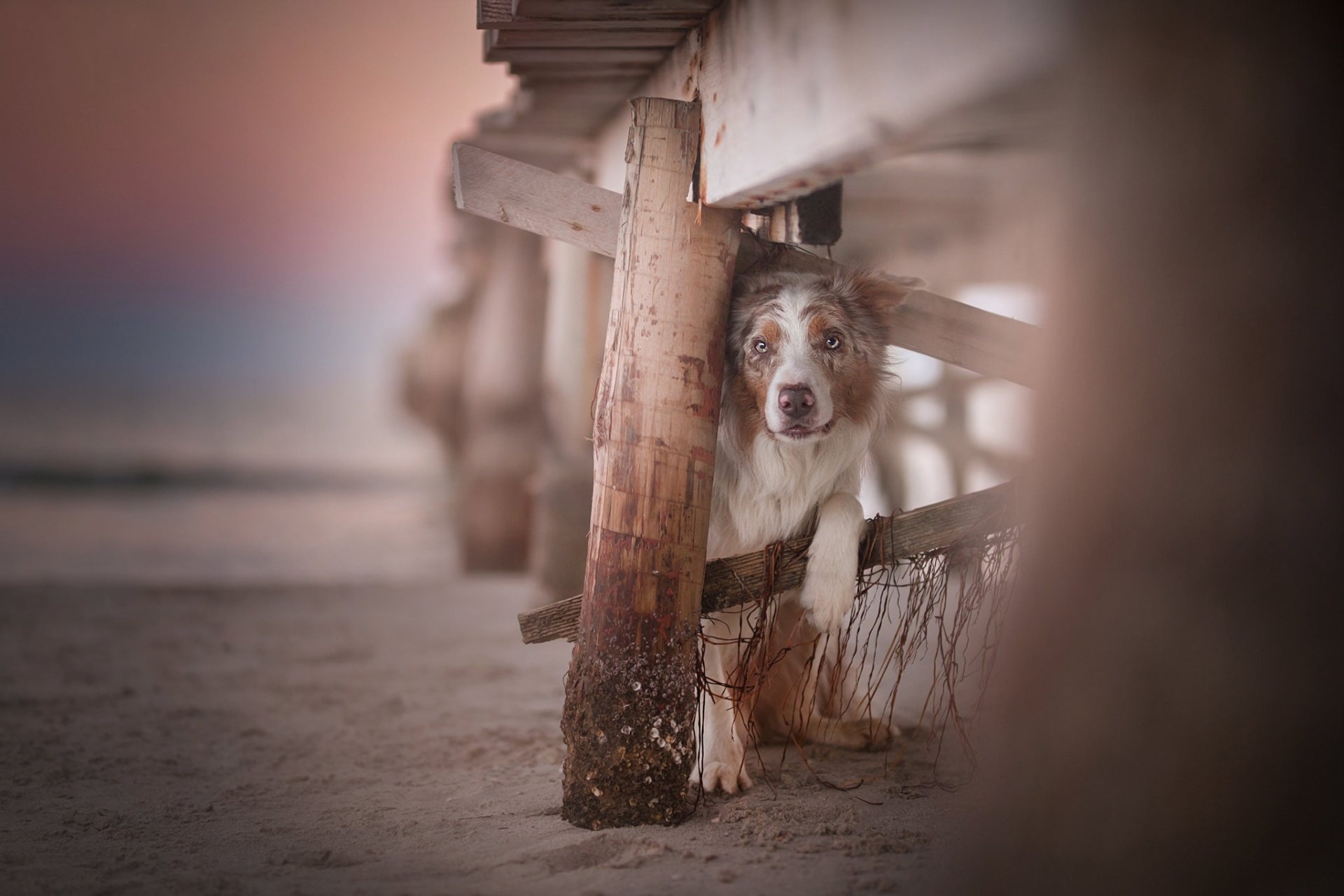 HD desktop wallpaper featuring a depth of field shot of an Australian Shepherd dog peeking through wooden beach pier supports at sunset.