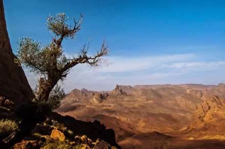 HD landscape of the Tassili N'Ajjer and Hoggar Mountains in Algeria's Sahara desert, showcasing rugged stone formations and a lone tree against a clear blue sky.