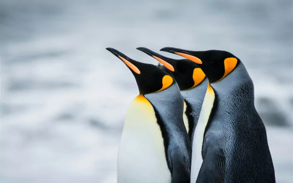 HD desktop wallpaper featuring a close-up of three king penguins standing side by side against a blurred background.